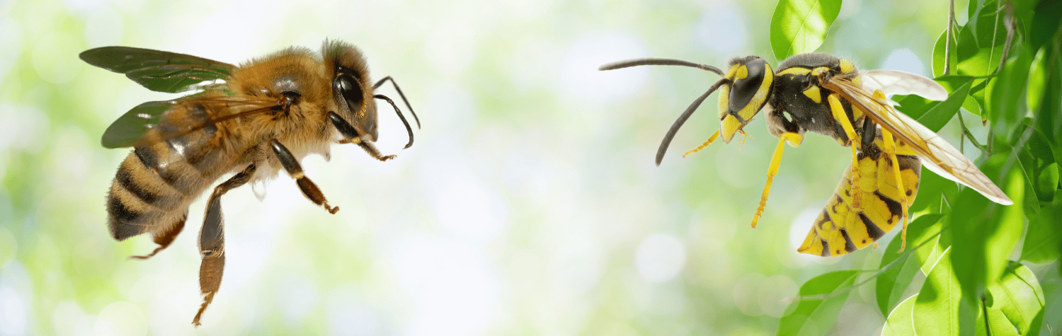 Bumble bee & yellow jackets