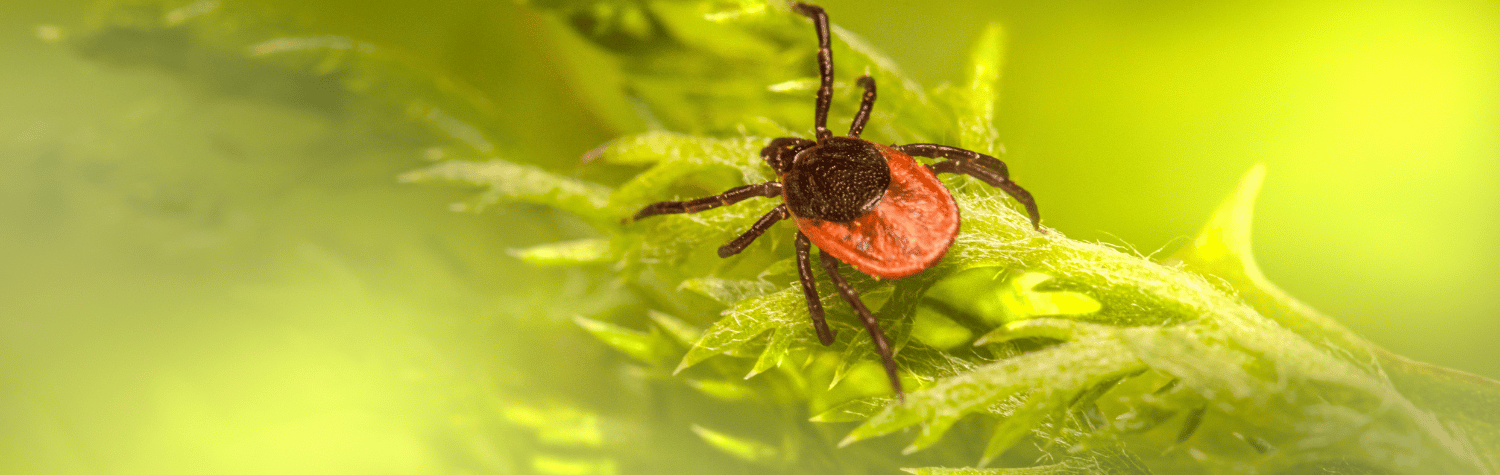 Close Up Photo of Tick on Leaf