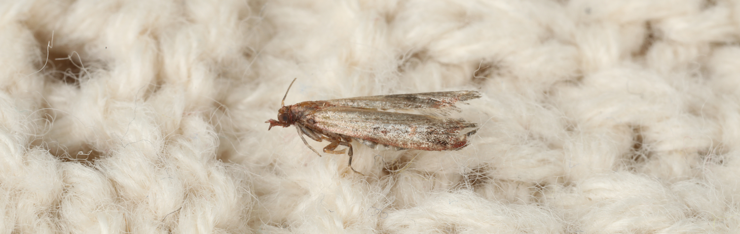 Pantry moth vs clothing moth: How to tell the difference
