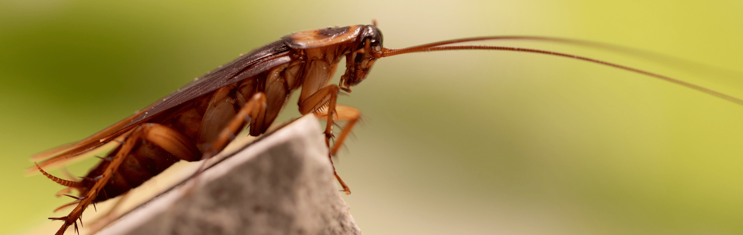 Cockroach