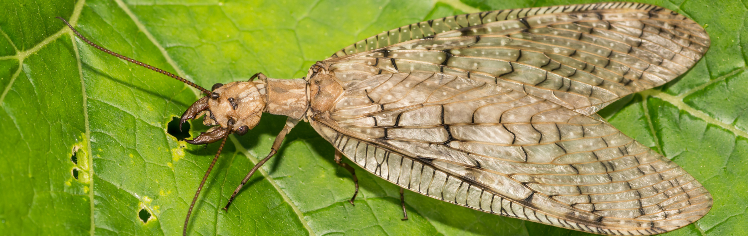 Do-dobsonflies-bite