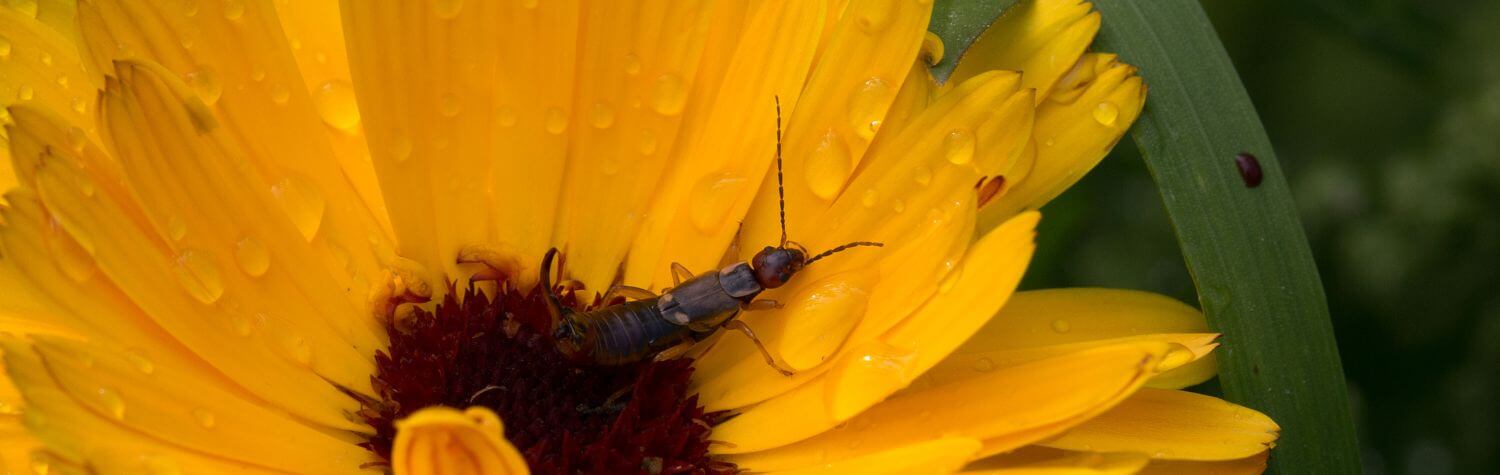 Earwig on a yellow flower