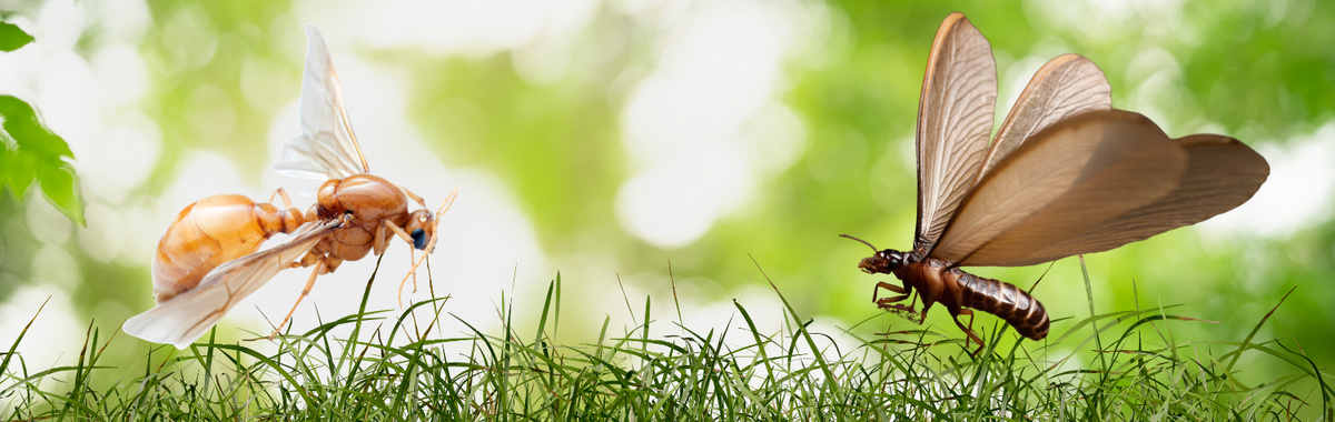 Distinguish termite frass vs. carpenter ant frass: Unmask the pest ...