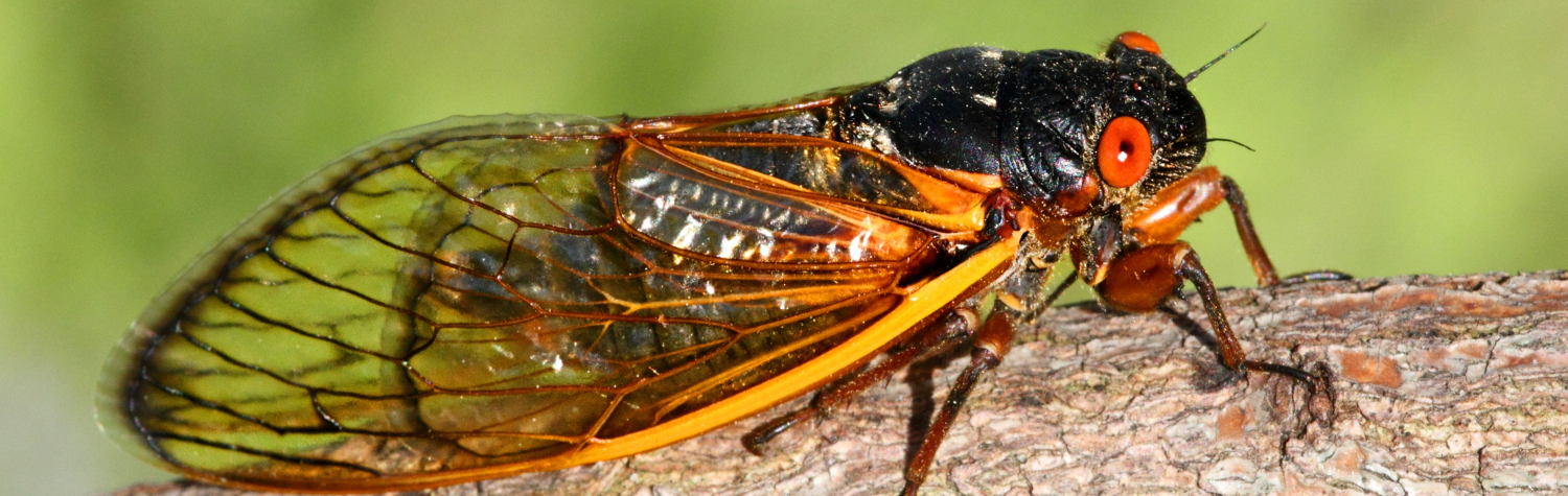 Giant-cicada