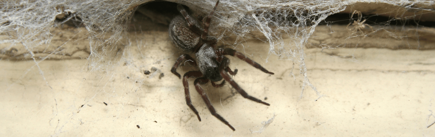 Grey house spider - Common house spider