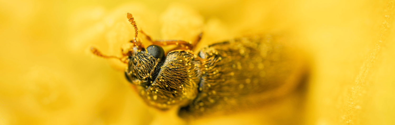 Macro photo of a drugstore beetle