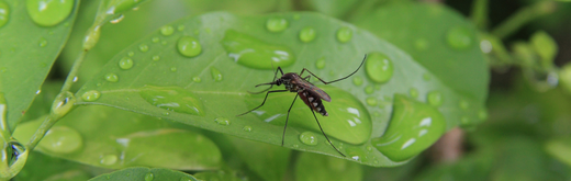 Mosquitoes: More than just pests - surprising ecological benefits revealed