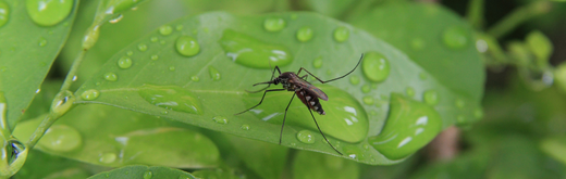 Why mosquitoes matter: Surprising benefits for the ecosystem
