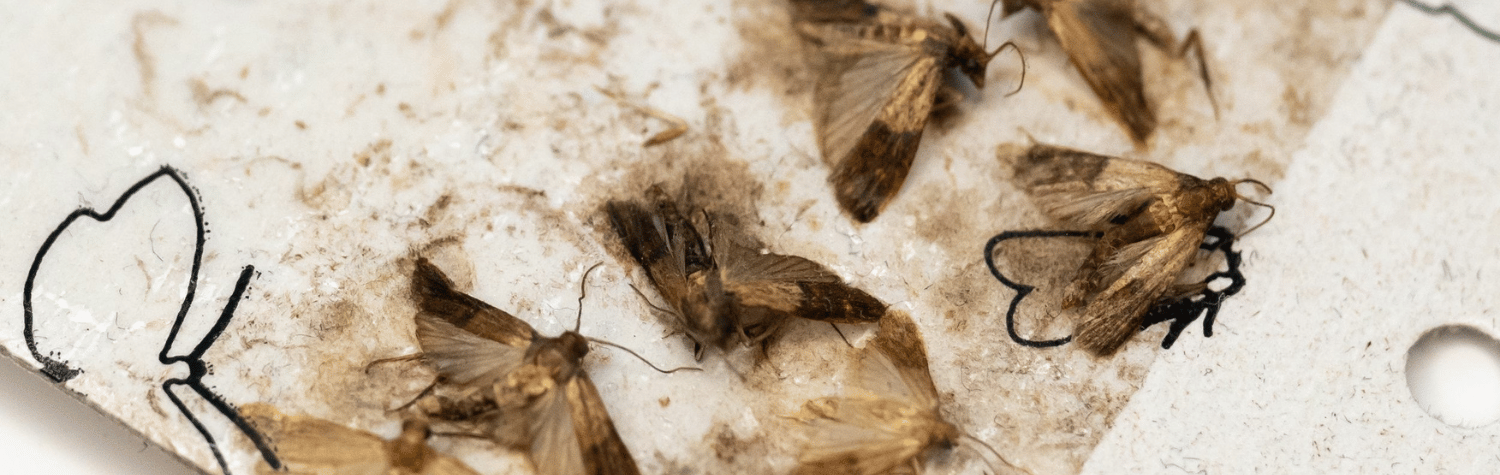 Pantry Moths