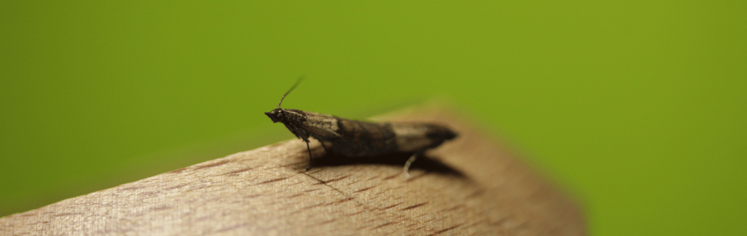 Pantry moth on a wood