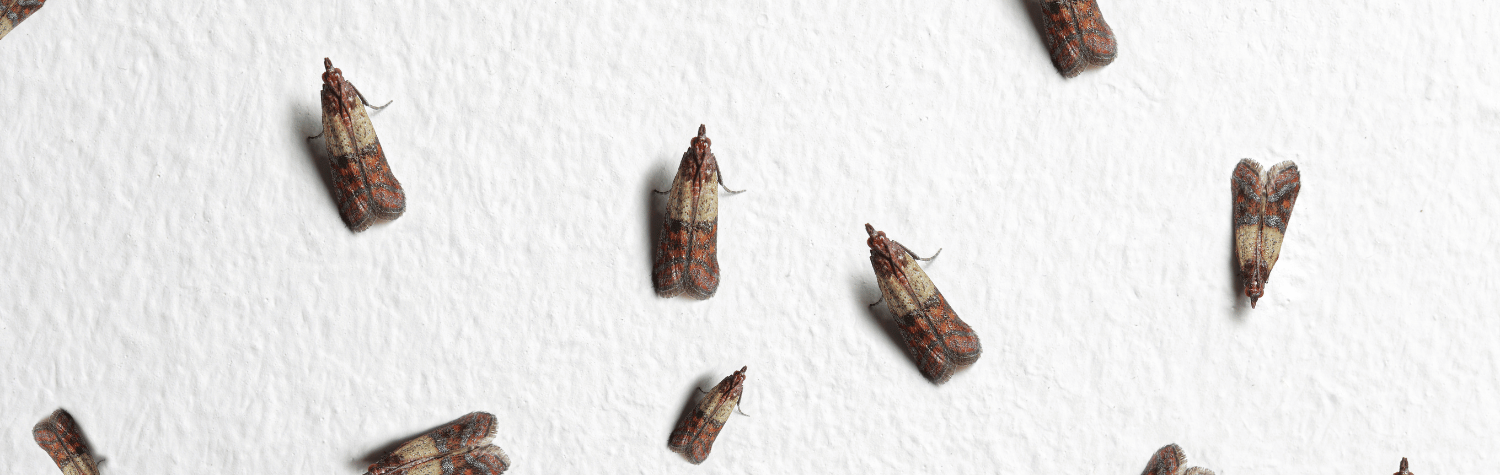 How to get rid of and prevent pantry moths