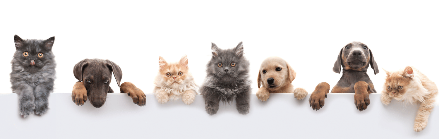 Pets lined up