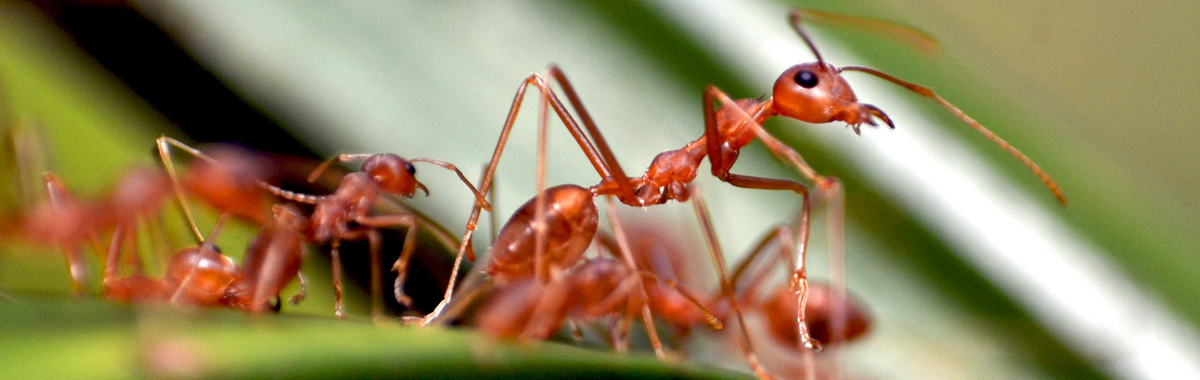 Red Ants Small red ants unmasked: Identify and eliminate common indoor species