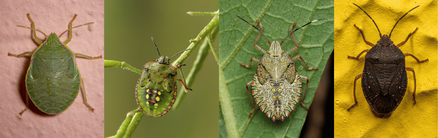 Stink Bugs Evolution
