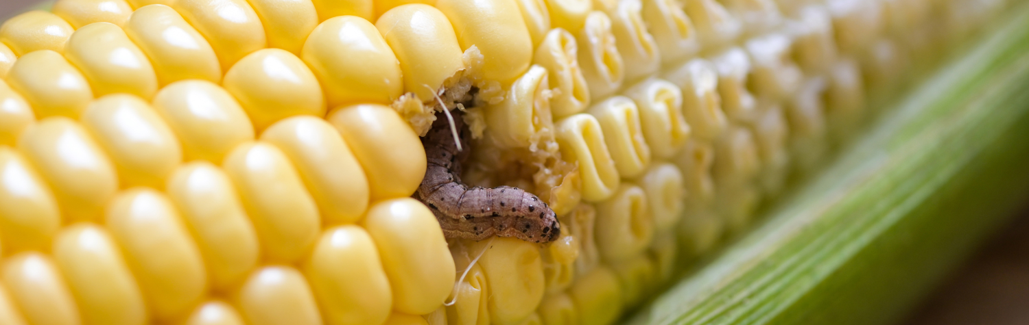 The European corn borer