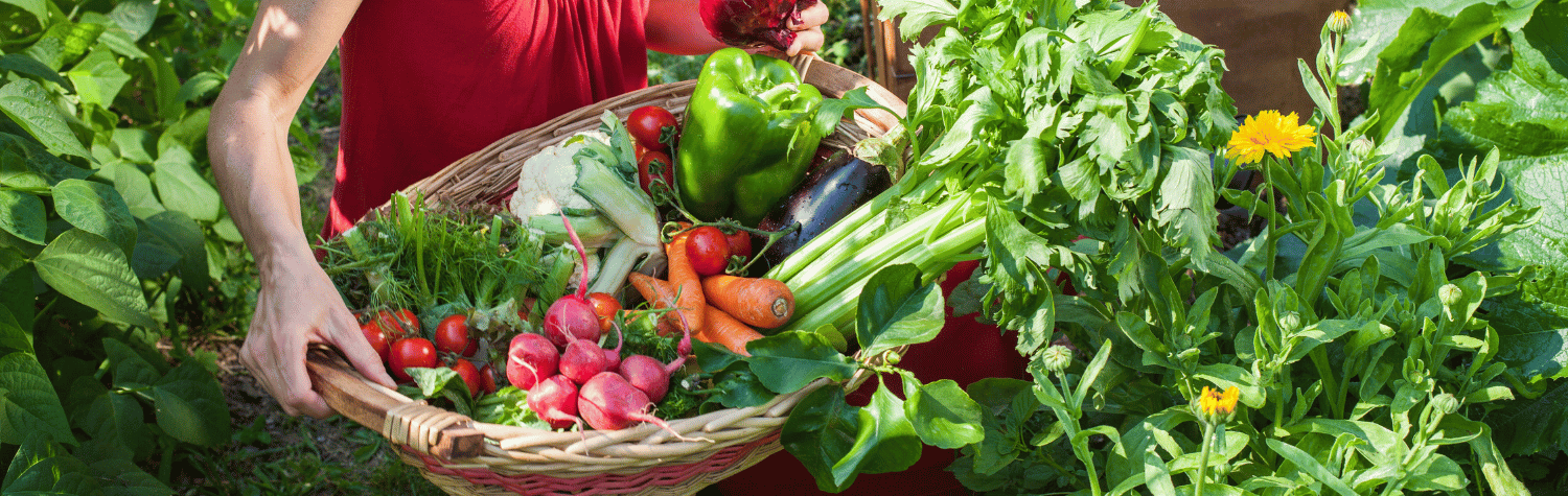 Vegetables freshly harvested from the farm