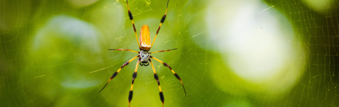 Where in the world are banana spiders?