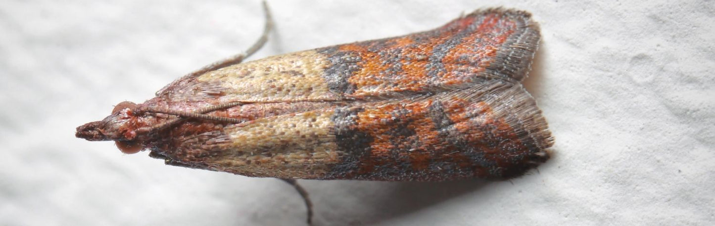 Adult pantry moth