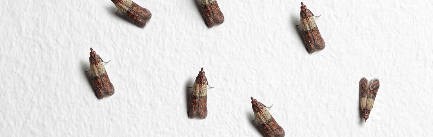 Will eating a pantry moth make you sick?