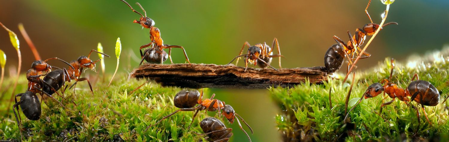 Mastering ant trail eradication: Dr. Killigan's expert guide