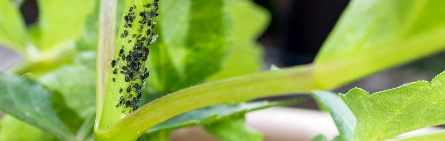 How to Protect Your House Plants from Aphids