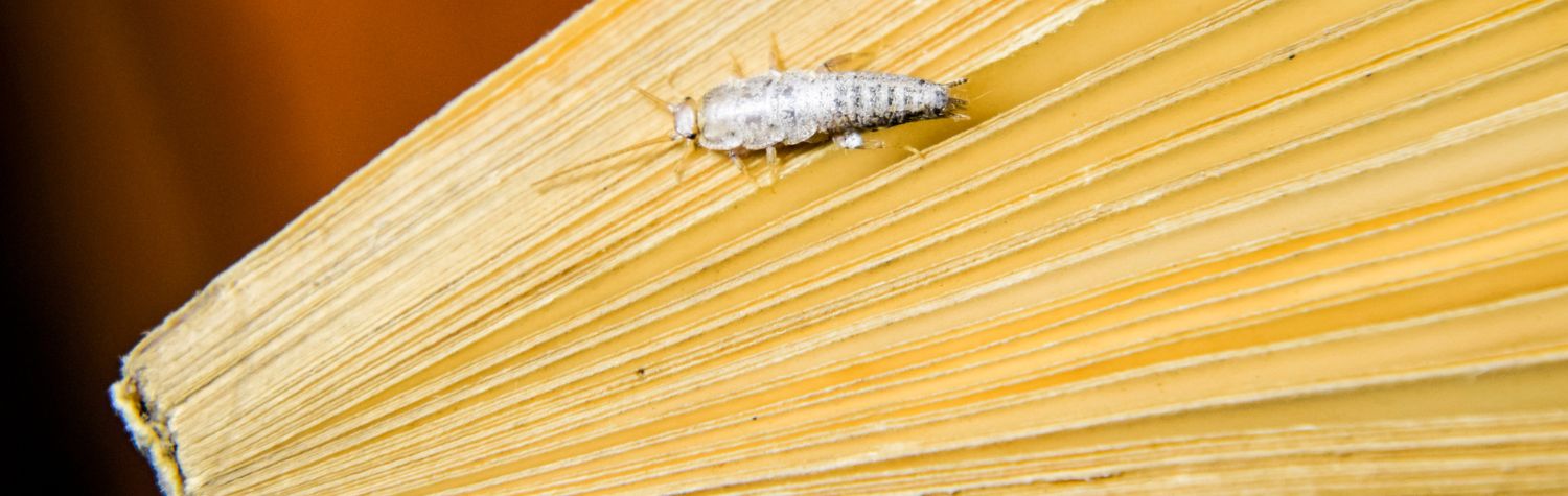 baby-silverfish