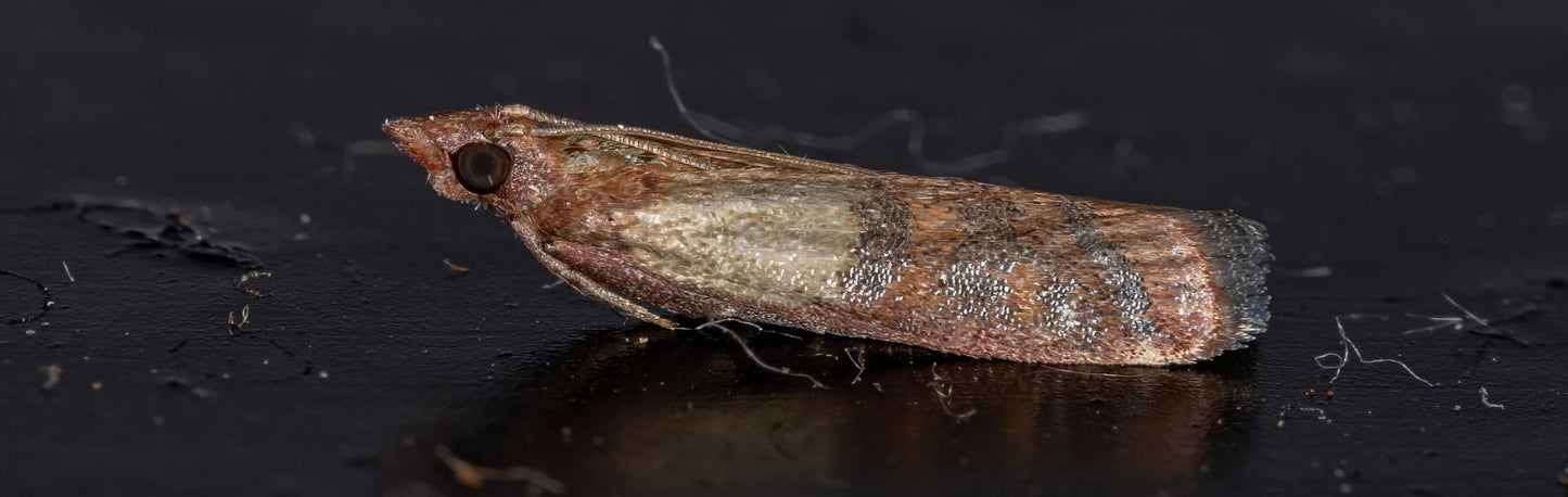 How to get rid of birdseed moths – Dr. Killigan's