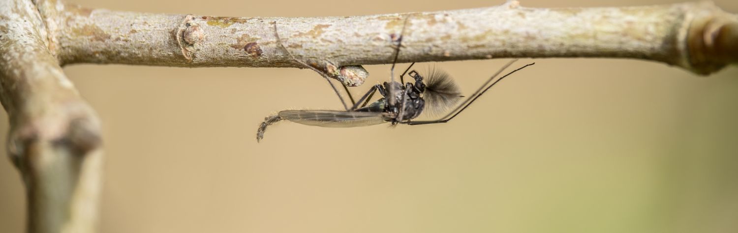 Biting midge shown close up for identifying midge bites