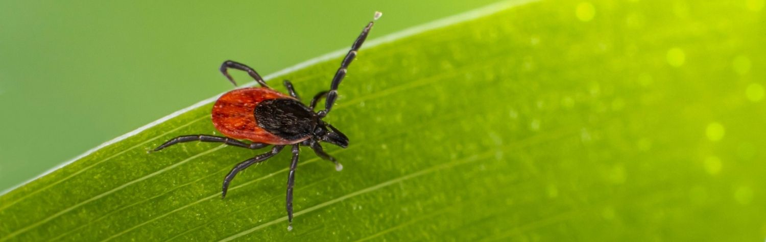 How dangerous is Lyme disease?