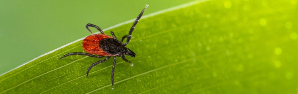 How Dangerous Is Lyme Disease?
