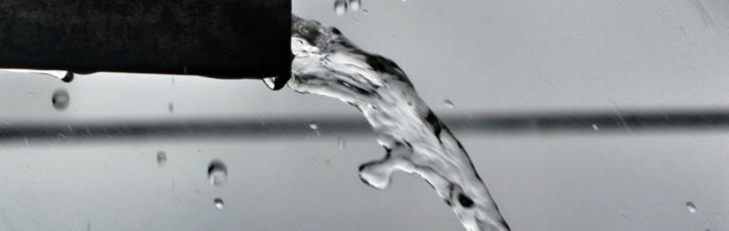 Springtails in Bathrooms: What Attracts Them and How to Dry Them Out