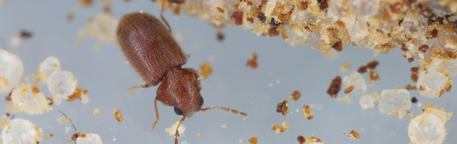 Drugstore beetle vs cigarette beetle? How to tell them apart