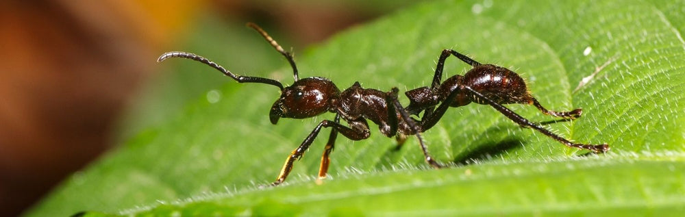 True or false: More bug myths revealed