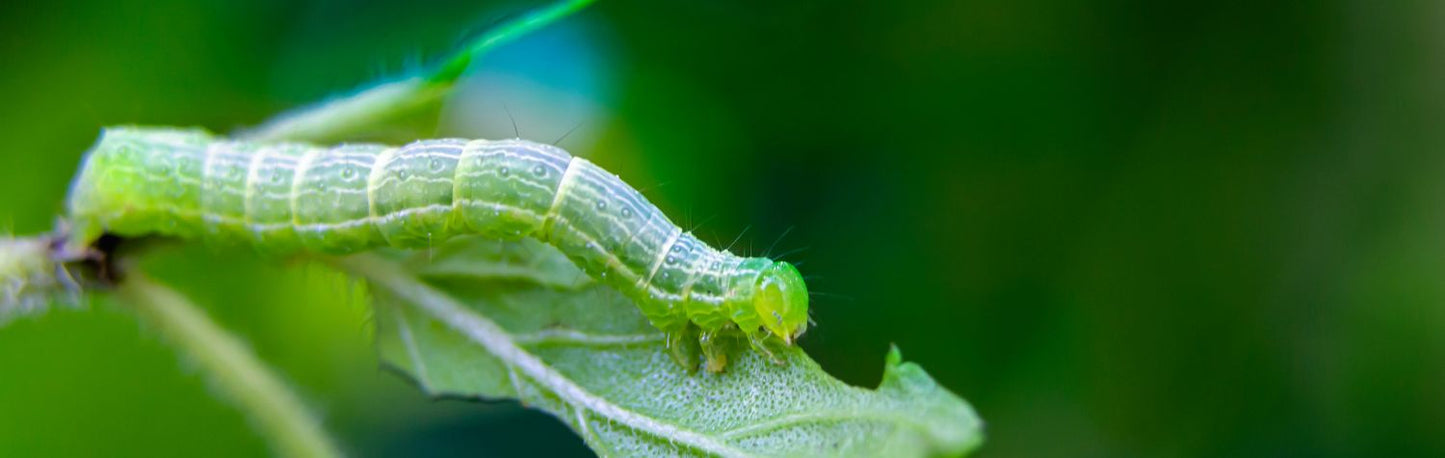 5 bad bugs in your garden this fall