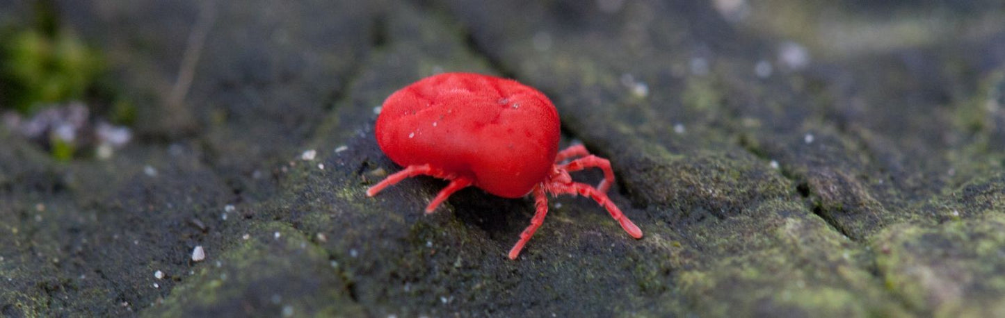 A chigger is also called a berry bug