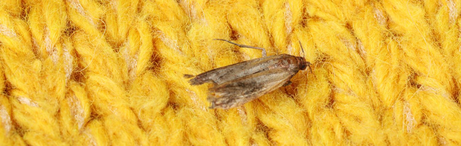 Are clothing moth issues on the rise?