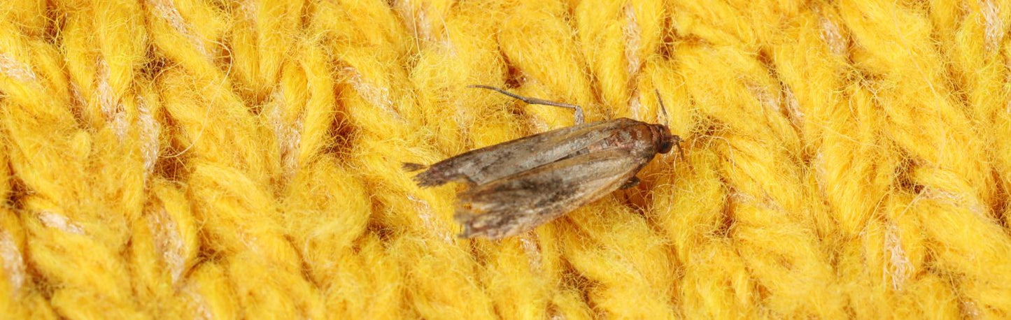 Are Clothing Moth Issues on the Rise?