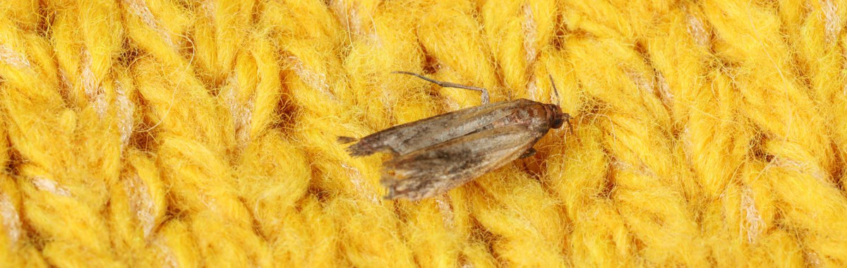 Are clothing moth issues on the rise?