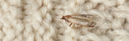 Pantry moth vs clothes moth: How to tell the difference