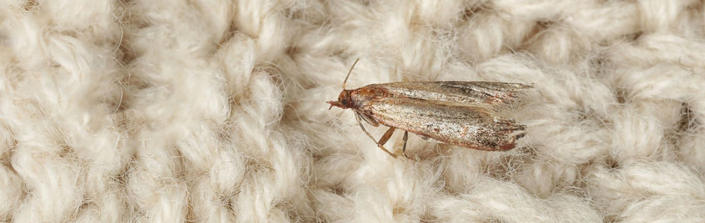 People vs. clothing moths: A brief history