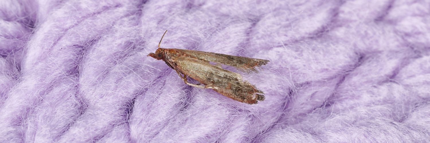 How to repel clothing moths