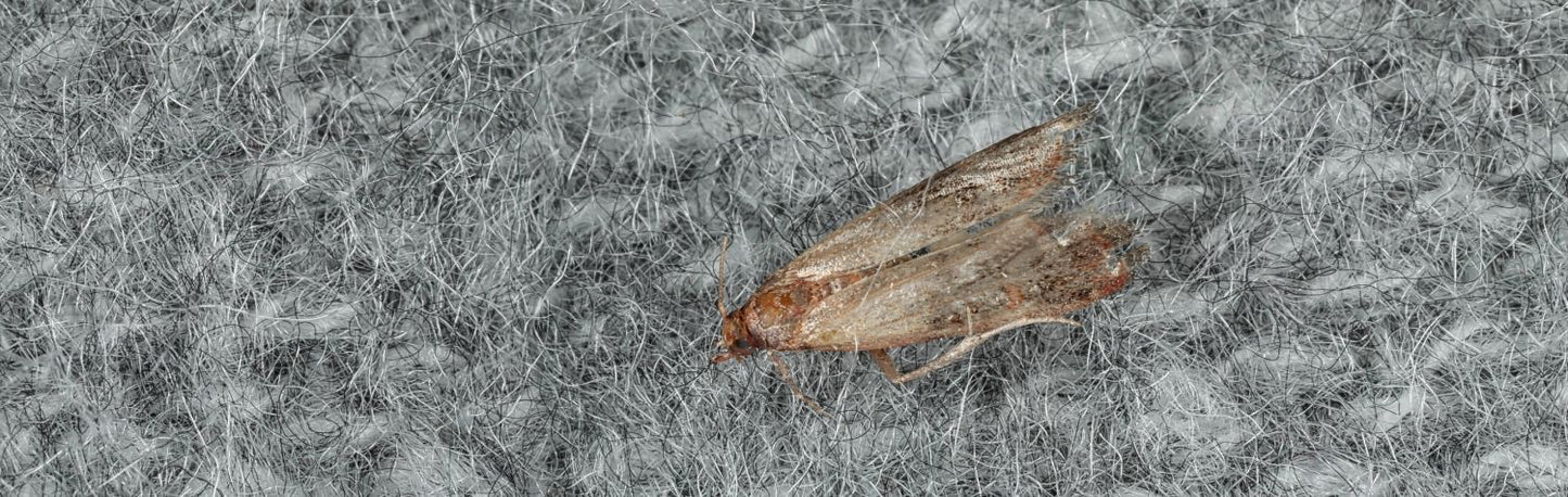 Clothing moths: A greater problem than ever before