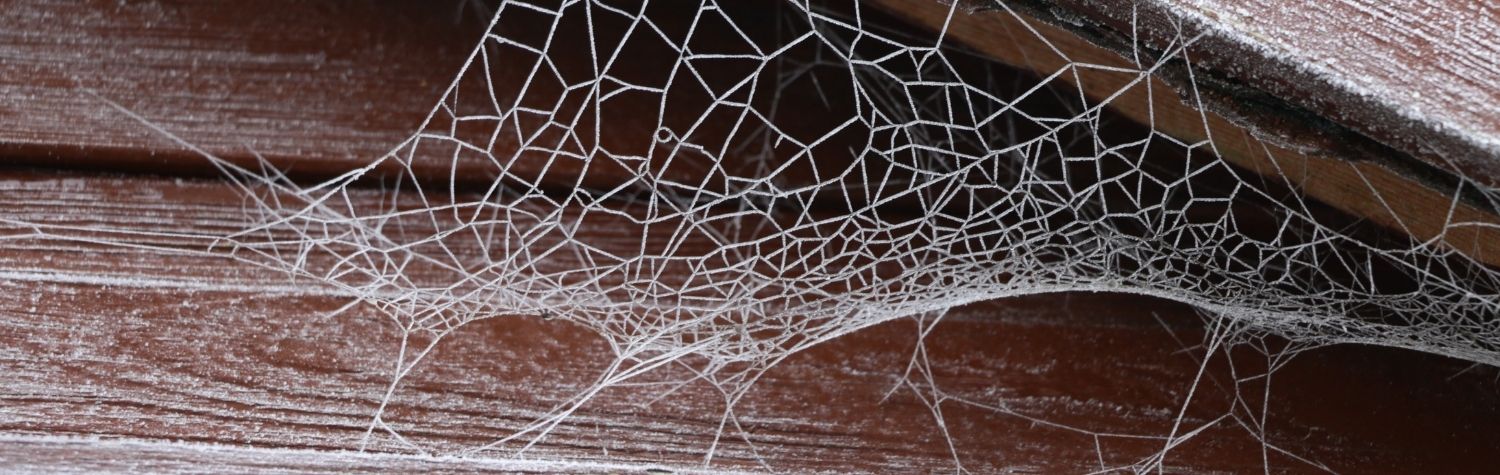 Do cobwebs really indicate a spider infestation?