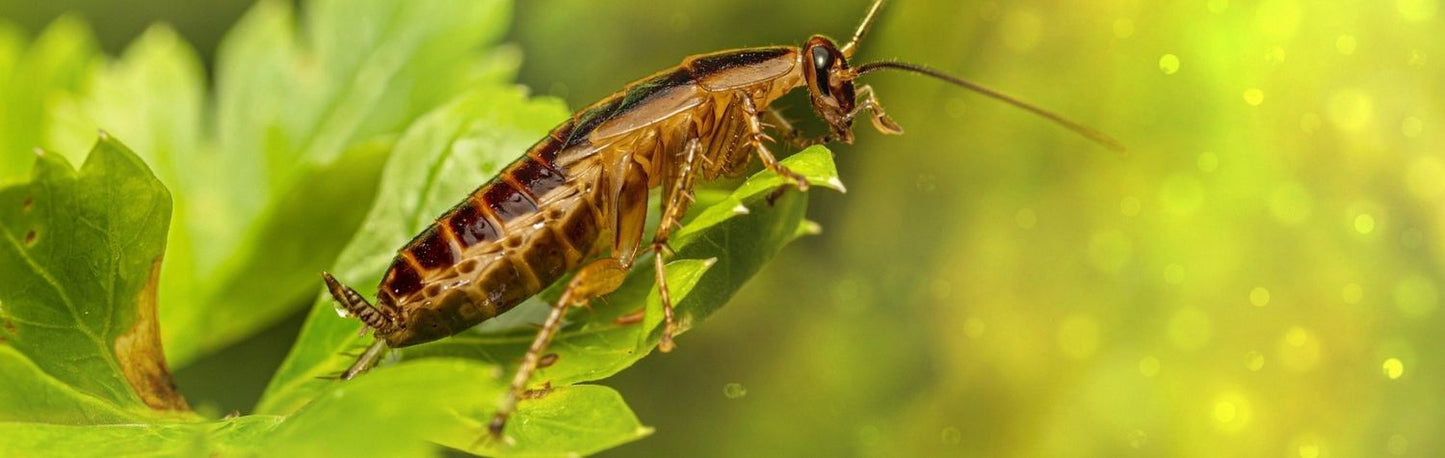 Understanding and conquering your fear of cockroaches