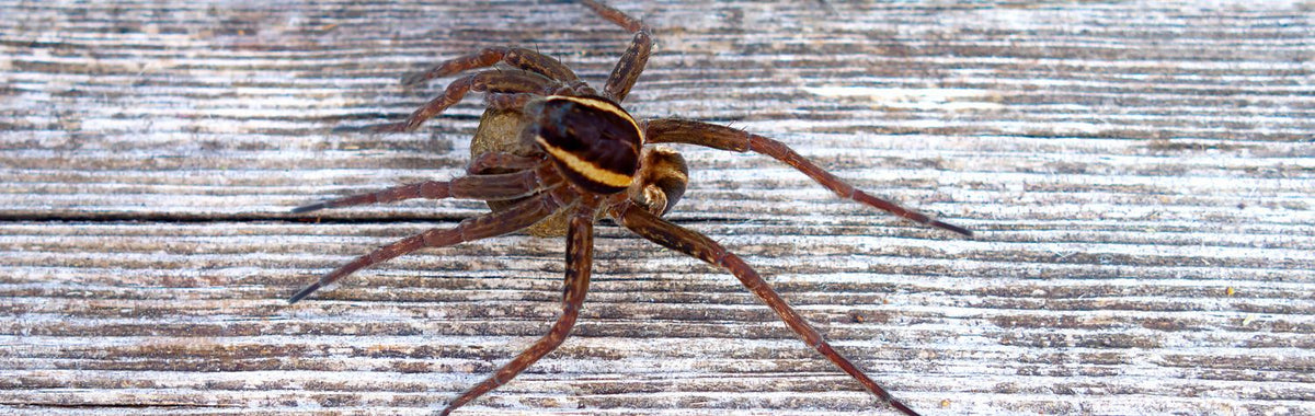 Bog spiders in cranberry bogs: Are they dangerous?