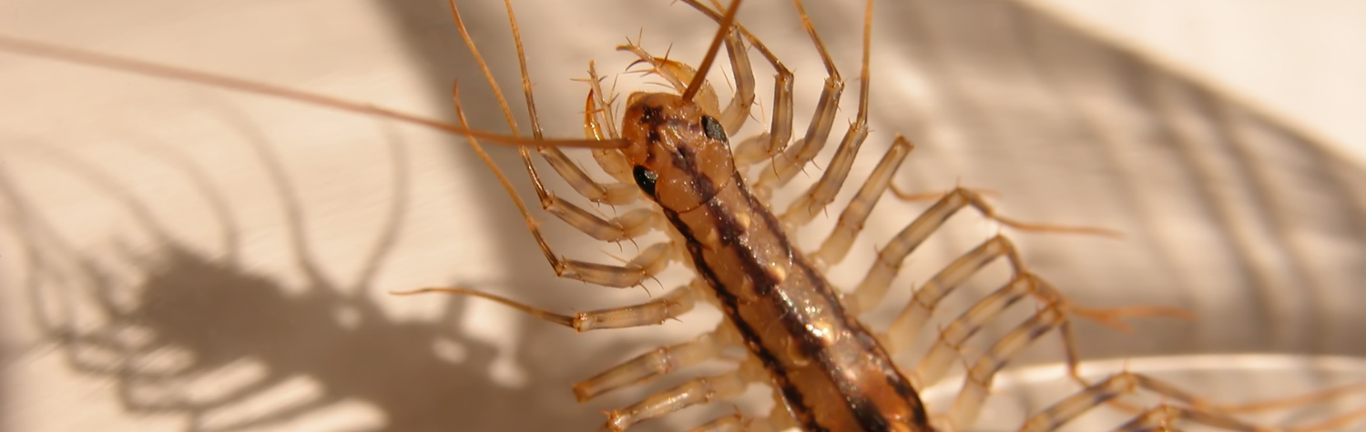 House Centipedes And Humans: Understanding What They Are, Their Bites ...