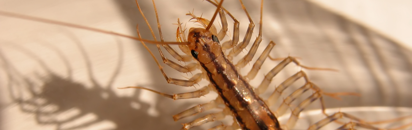Do house centipedes bite?