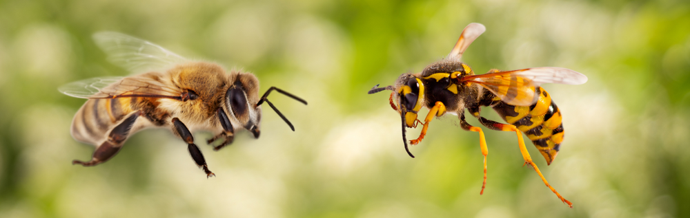 Do all bees and wasps sting, and when should you worry?