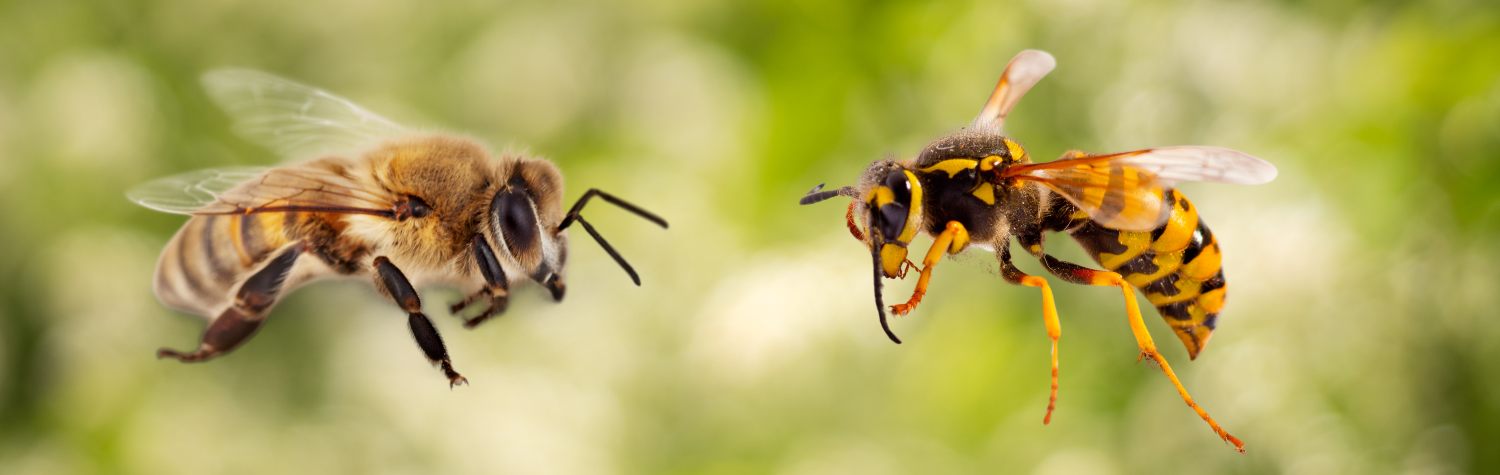 Do all bees and wasps sting, and when should you worry?