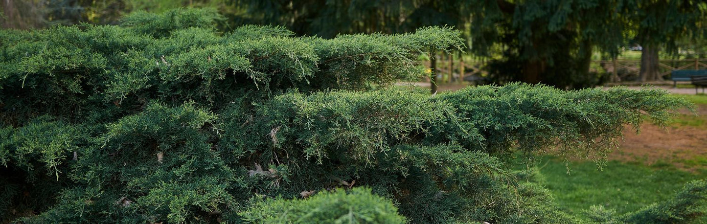 The insect-repelling power of eastern red cedar wood